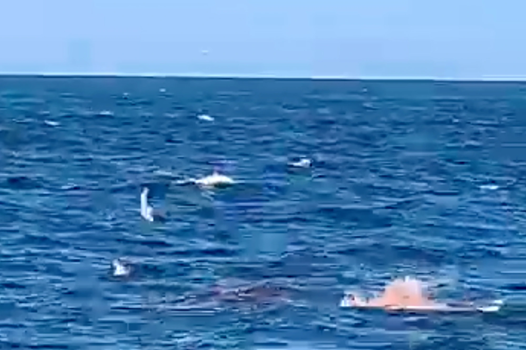 Een grote witte haai verslindt een zwemmer, terwijl videobeelden een gruwelijk tafereel vastleggen.