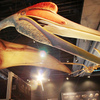 De weergaloze pterosauriër kan dagenlang lange afstanden vliegen