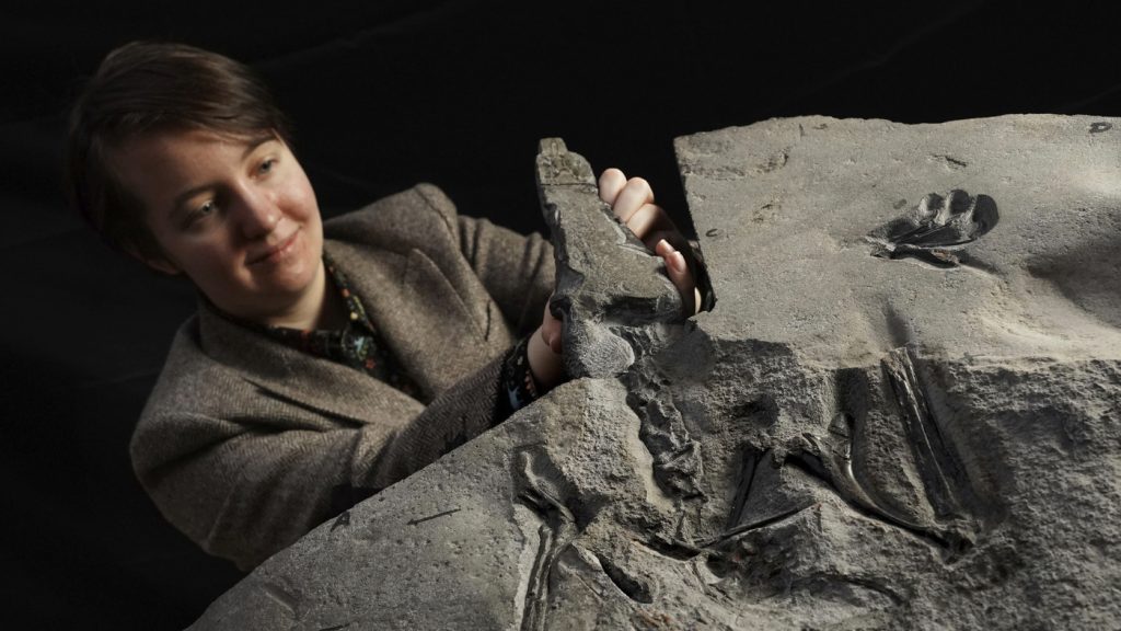 Zeldzaam pterodactyl-fossiel gevonden in Schotland: NPR
