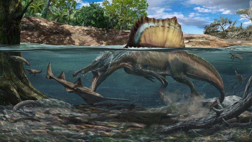 Een dinosaurus groter dan een T. rex zwom en jaagde onder water