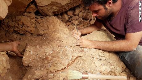 Paleontoloog Matteo Fabri werkt aan een fossiel in het veld.