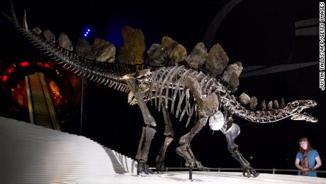 Nieuw ontdekt fossiel van Stegosaurus is het oudste ter wereld