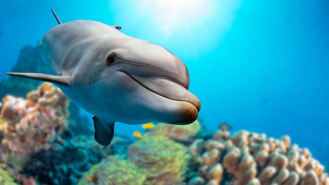 Het lijkt erop dat Rusland dolfijnen gebruikt om de marinebasis in de Zwarte Zee te beschermen