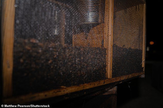 Een kooi met bijen die stierf van de honger nadat ze een laadkist in de hete zon hadden achtergelaten op Atlanta's Hartsfield-Jackson Airport