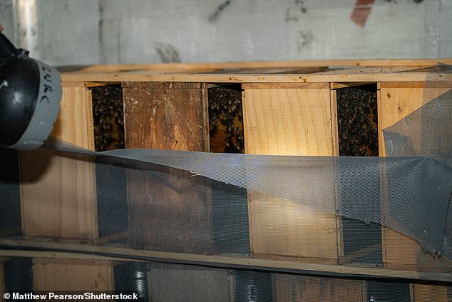Een zaklamp gaat branden terwijl een imker de toestand van gestrande bijen controleert.  De overgrote meerderheid van de bijen stierf in de hitte, maar enkele duizenden werden gered