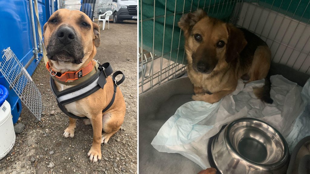 Een dierenliefdadigheidsorganisatie zegt dat meer dan 100 asielhonden die de hongerdood in het door oorlog verscheurde Oekraïne hebben overleefd, zijn verhuisd naar de grens met Polen