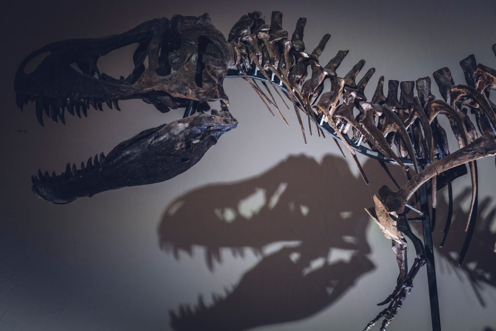 Een paleontoloog aan de University of California, Berkeley brengt een nieuwe theorie naar voren over waarom T. Rexes zulke kleine wapens had