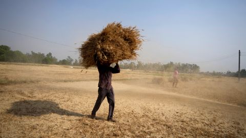 Een Indiase boer draagt ​​een tarweoogst die is geoogst van een veld in de buitenwijken van Jammu, India, donderdag 28 april 2022. 