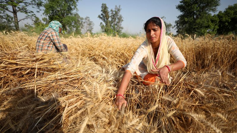 Indiase tarwe verlichtte de voedselcrisis.  Toen werd export verboden