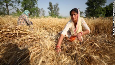 India heeft aangeboden te helpen bij het oplossen van de wereldwijde voedselcrisis.  Dit is de reden voor zijn achteruitgang: