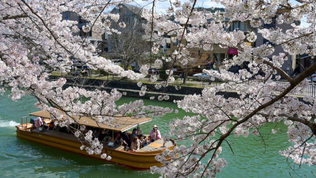 Door de mens veroorzaakte klimaatcrisis leidde tot vroege bloei van Japanse kersenbloesem