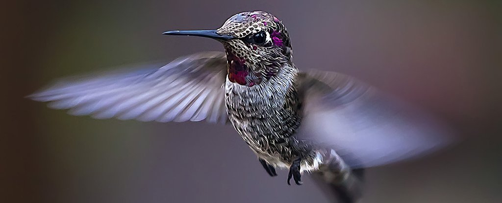 Wetenschappers nemen kolibries mee de berg op om te zien wat klimaatverandering met hen zal doen