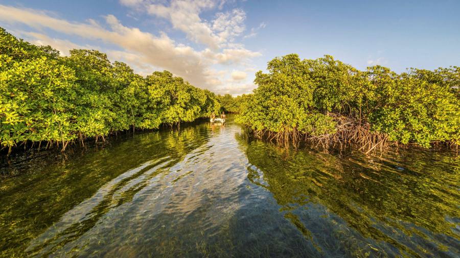 'S Werelds grootste bacterie ontdekt in het Caribische mangrovemoeras