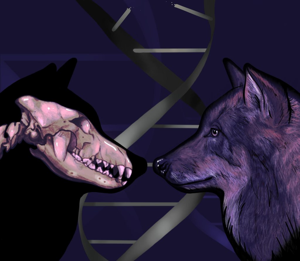 Wolf-DNA uit de ijstijd onthult dat honden oorspronkelijk tot twee afzonderlijke groepen oude wolven behoorden