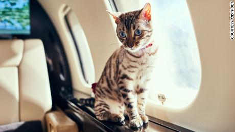 Waarom meer reizigers hun huisdier in een privévliegtuig laten vliegen