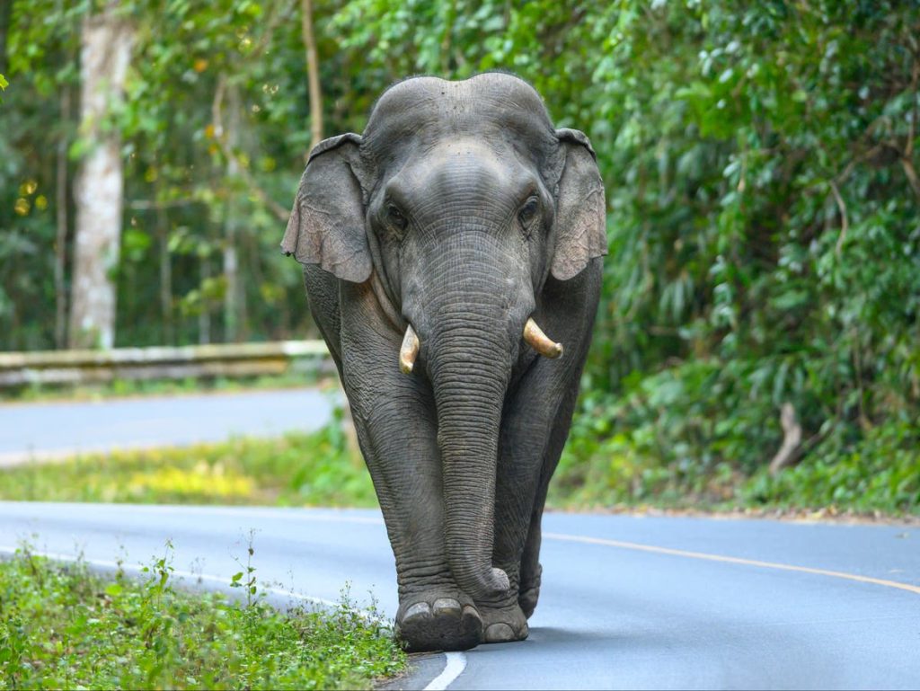 Een olifant doodt een oudere vrouw en keert dan terug om haar lichaam te vertrappen tijdens een begrafenis in India