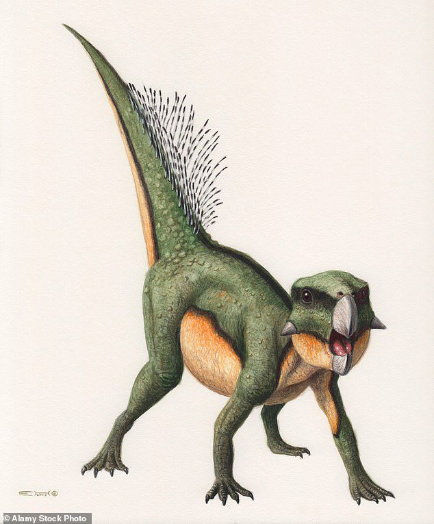 Parrot's Face: wat was een Tomos Psittacosaurus-dinosaurus?