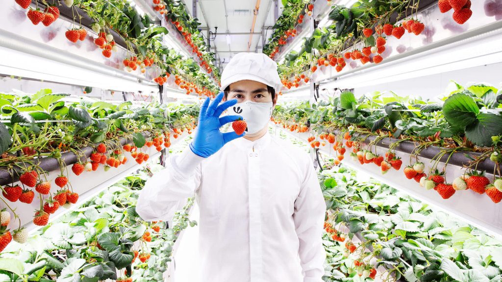 Hoe Oishii Vertical Farms aardbeien kweekt die voor $ 20 per doos worden verkocht