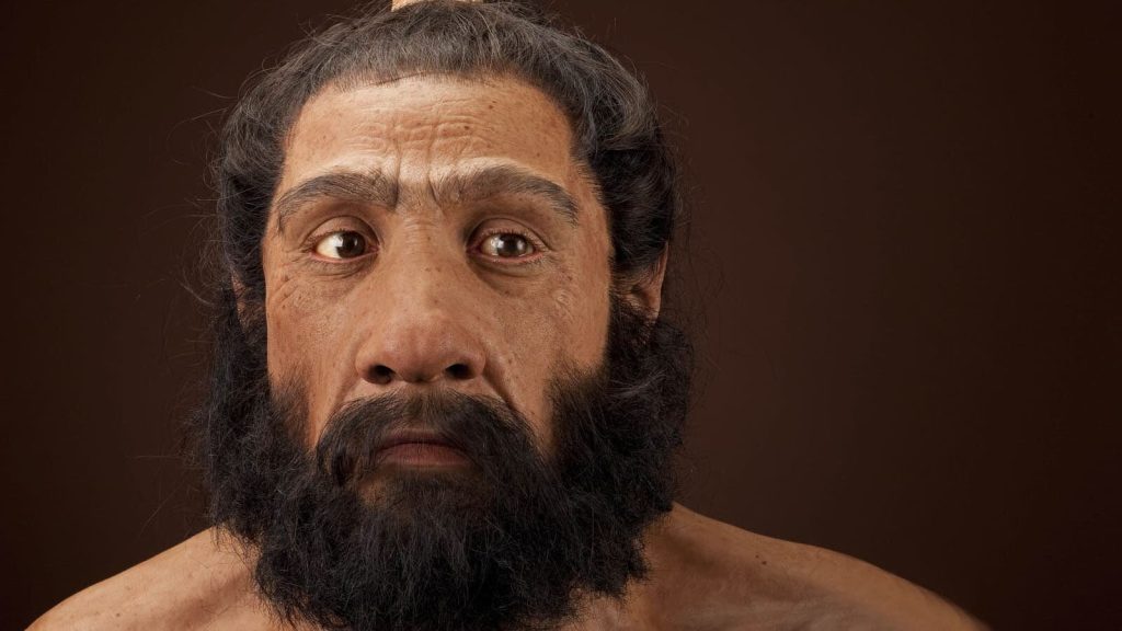 Studie van oude schedels werpt licht op de kruising van mensen met Neanderthalers