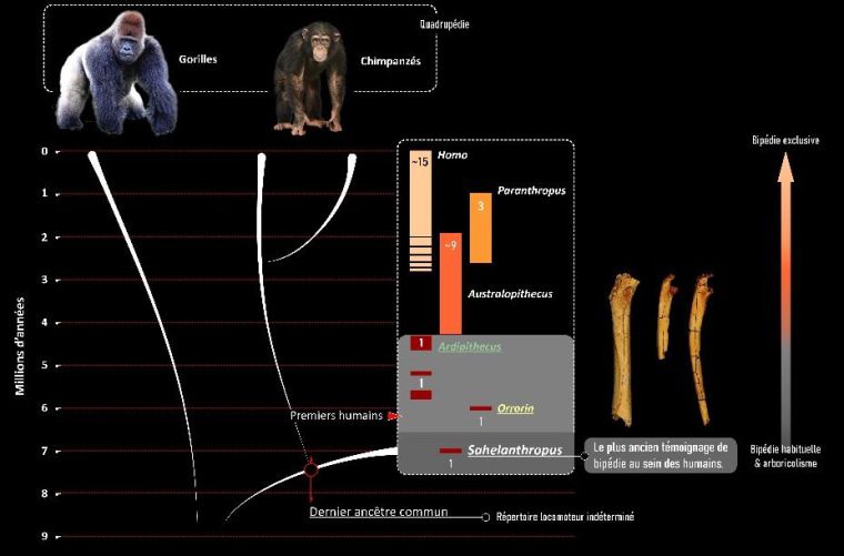 De mensheid scheidde zich af van de chimpanseegroep tijdens het laatste Mioceen, waarschijnlijk tussen 10 en 7 miljoen jaar voor het heden.  Dit verschil resulteerde in heel verschillende vormen: de ledematen vertonen bijvoorbeeld verschillen die specifiek verband houden met de vierbenige voortbeweging van chimpansees en de tweevoetige voortbeweging van de overgebleven mensen.