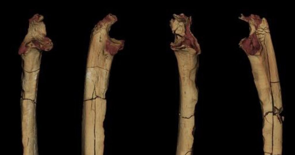Oude botten bevestigen dat de vroegste menselijke voorouders rechtop liepen