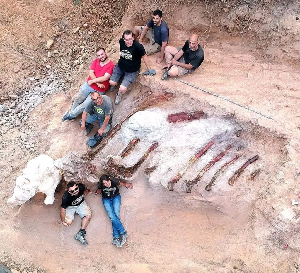 In augustus verzamelden paleontologen 10 meter lange ribben.  
