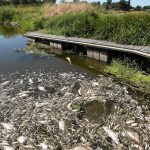 Duitsland en Polen zoeken naar de oorzaak van massale vissterfte in de rivier de Oder