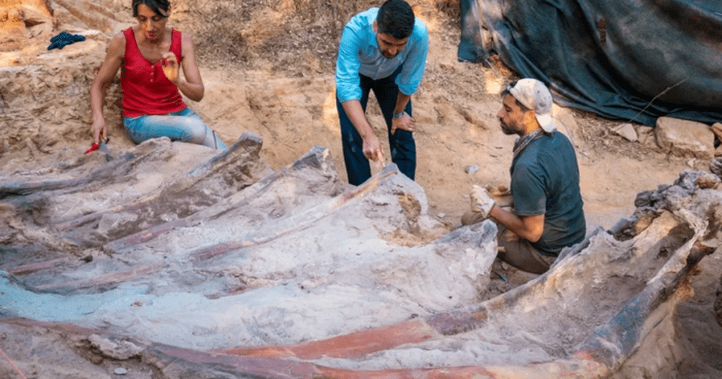 Een 82 meter lang dinosaurusskelet werd gevonden in de achtertuin van een man in Portugal.  Het zou de grootste ooit in Europa kunnen zijn.