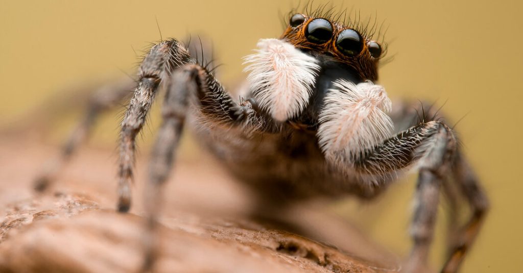 Spinnen zitten gevangen in een wereldwijd web van verkeerde informatie