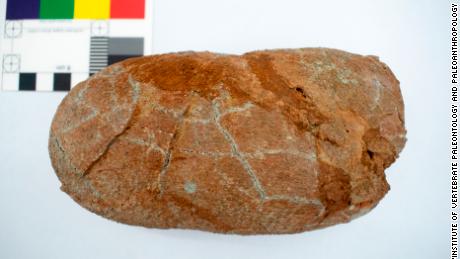 De afbeelding is een gefossiliseerd ei van Macroolithus yaotunensis, dat als onderdeel van het onderzoek is onderzocht. 
