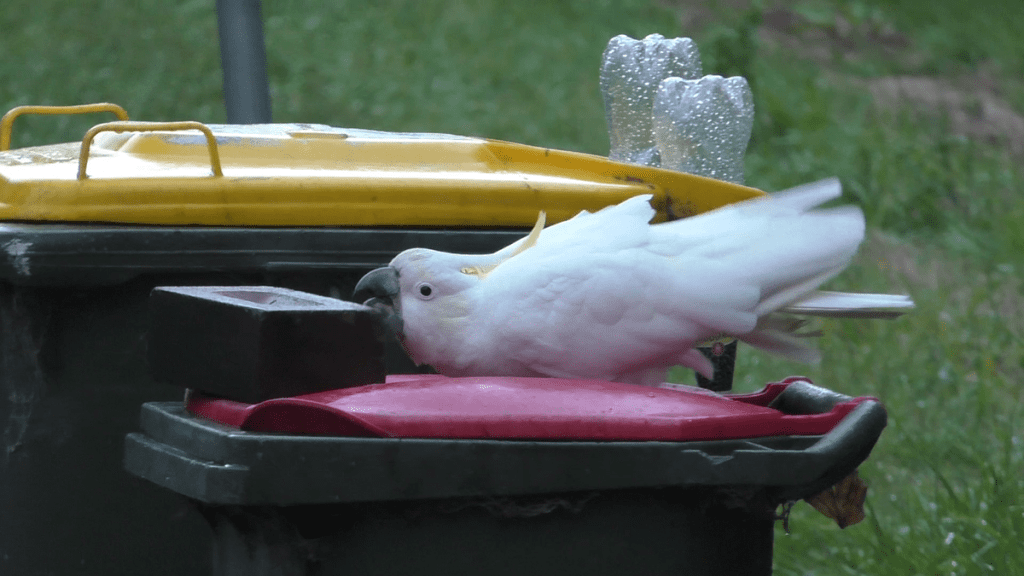 Mensen en papegaaien in een "wapenwedloop" over afval in Sydney