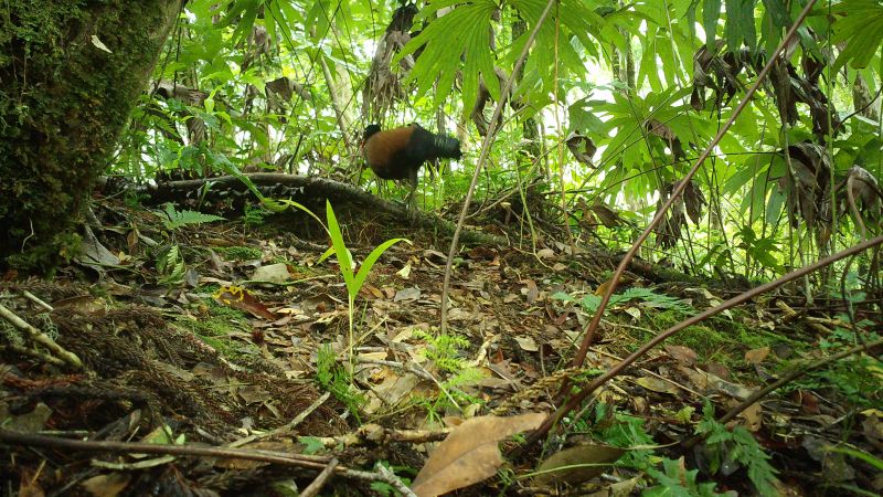 Een lang verloren gewaande duivensoort 'herontdekt' in Papoea-Nieuw-Guinea